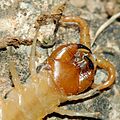 Scolopendra fg02