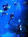 Scuba-diving