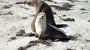 Archivo:Sea Lion Mother & Cub - Pearson Island, Investigator Group Conservation Park, South Australia