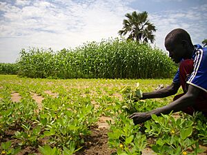 Archivo:Small-scale farmers increase production (7536268172)