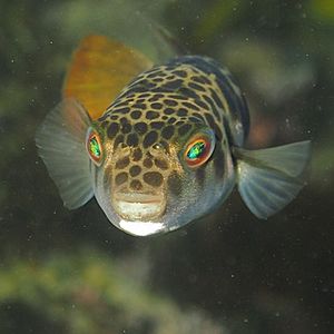 Smooth Toadfish-Tetractenos glaber.JPG
