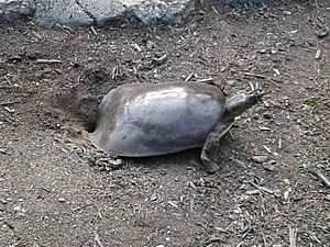Archivo:Softshell turtle laying eggs