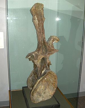 Archivo:Supersaurus vivianae dorsal vertebra