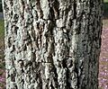 Tabebuia heptaphylla (bark)