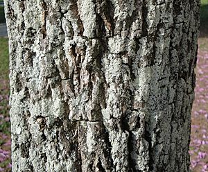 Archivo:Tabebuia heptaphylla (bark)