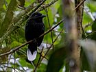 Thamnophilus melanothorax Band-tailed Antshrike (male); Serra do Navio, Amapá, Brazil (cropped).jpg