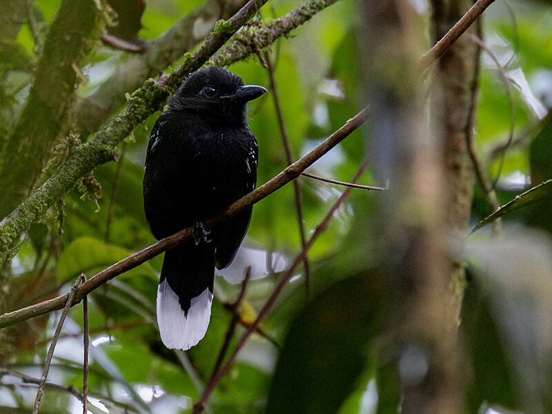 Thamnophilus melanothorax Band-tailed Antshrike (male); Serra do Navio, Amapá, Brazil (cropped)