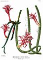 The Cactaceae Vol II, plate XL filtered