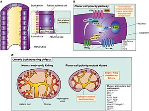 Archivo:The principle and pathway of planar cell polarity and its role in branching morphogenesis