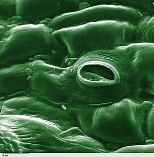 Archivo:Tomato leaf stomate 1-color
