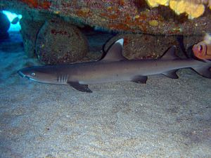 Archivo:Triaenodon obesus whitetip reef shark