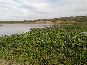 Archivo:Vegetación autóctona en el humedal de El Tonelero