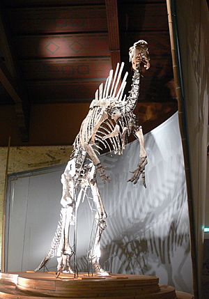 Archivo:Venezia - Museo di storia naturale - Ouranosaurus nigeriensis