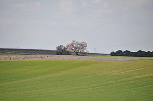 Archivo:Ventosa de la Cuesta, campos