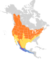 Vireo gilvus map