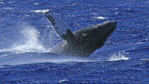 Archivo:Whale-off-south-caicos