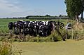 Woerdense Verlaat, koeien in weiland langs de Bosweg bij Lusthof de Haeck foto3 2017-07-09 11.11