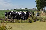 Woerdense Verlaat, koeien in weiland langs de Bosweg bij Lusthof de Haeck foto3 2017-07-09 11.11