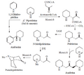 ALCALOIDES DE LISINA 1