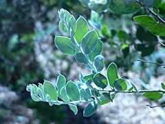 Acacia podalyriifolia.JPG