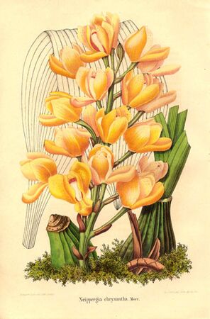 Acineta chrysantha (1849)