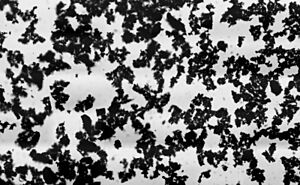 Archivo:ActivatedCharcoalPowder BrightField