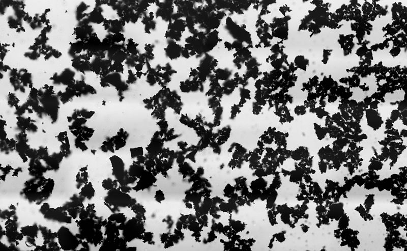ActivatedCharcoalPowder BrightField