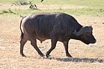 African buffalo, South Luangwa National Park (2509277772).jpg