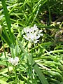 Allium neapolitanum01