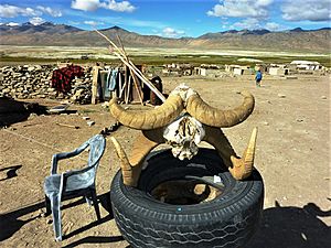 Archivo:Argali horns, Changtang, Ladakh