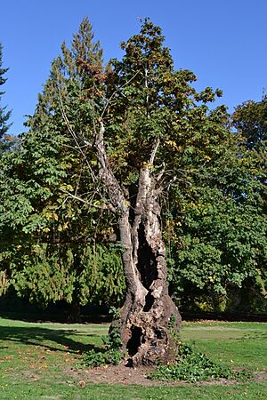 Archivo:Armitage Park Tree (Lane County, Oregon)