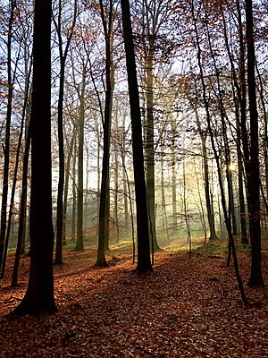 Archivo:Autumn light in the Sonian Forest