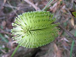 Banksia integrifolia subsp. monticola inflorescence.jpg