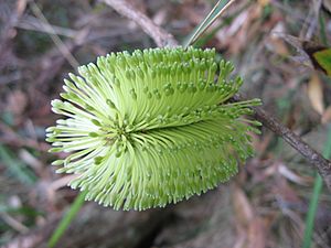 Archivo:Banksia integrifolia subsp. monticola inflorescence