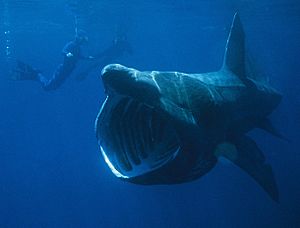 Archivo:Basking Shark