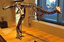 Archivo:Beneski Museum of Natural History Dryosaurus altus