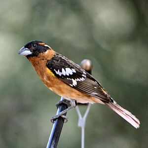 Black-headed Grosbeak.jpg