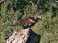 Black Breasted Buzzard 2