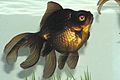 Archivo:Black Moor Goldfish
