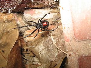 Archivo:Black widow (Latrodectus mactans)