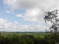 Archivo:Bosque Seco Ecuatorial Tumbes