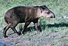 Brazilian tapir standing in grass - DPLA - 0172e867a02042b5dc96c88a490323a3.jpg