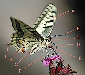 Archivo:Butterfly-description