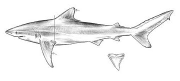 Archivo:Carcharhinus obscurus drawing