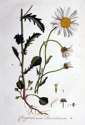 Archivo:Chrysanthemum leucanthemum — Flora Batava — Volume v1