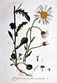 Chrysanthemum leucanthemum — Flora Batava — Volume v1