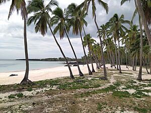 Archivo:Coconut trees at Mitsamiouli beach Comoros 2