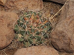 Archivo:Coryphantha robustispina 3