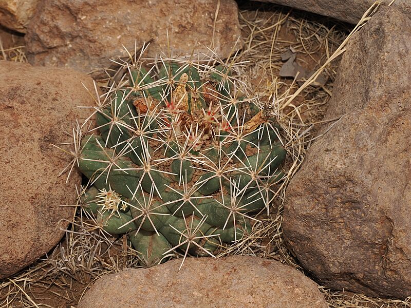 Coryphantha robustispina 3