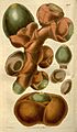 Curtis's botanical magazine (Plate 2736) (8611120690)